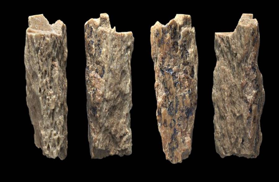 Kości Denny - dziecka neandertalki i denisowianina