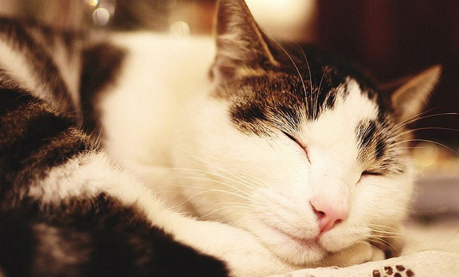 Naukowcy rozwiązali zagadkę charakterystycznego mruczenia kotów