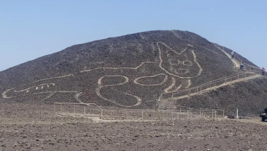 Na płaskowyżu Nazca odkryto olbrzymi wizerunek kota