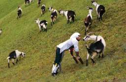 Człowiek-koza spędził z kozami trzy dni żywiąc się wyłącznie trawą - Antynoble 2016