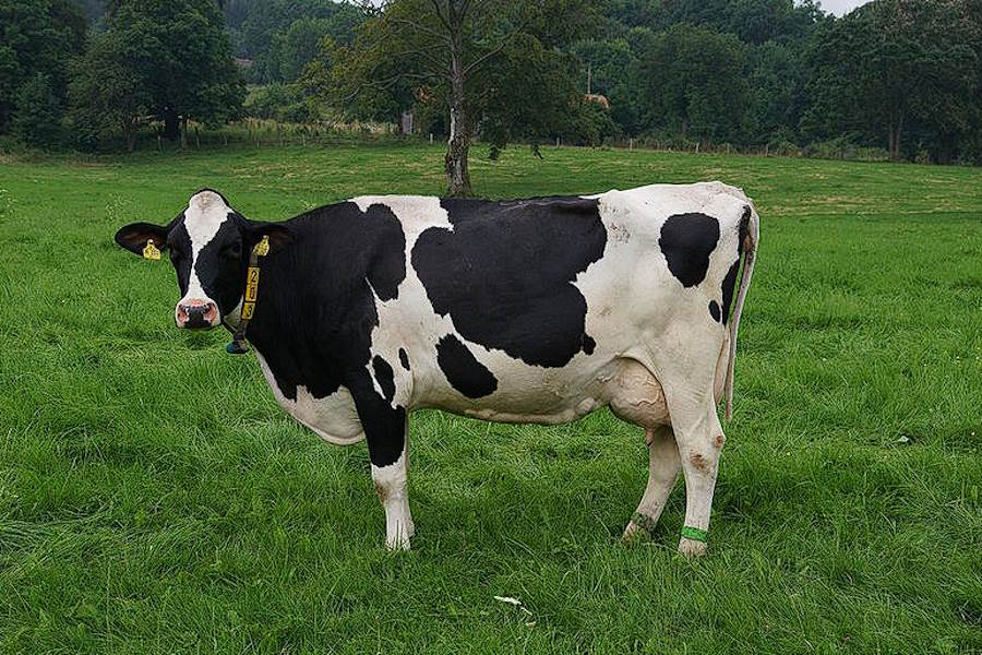Genetycznie zmodyfikowane krowy, które produkują insulinę w mleku
