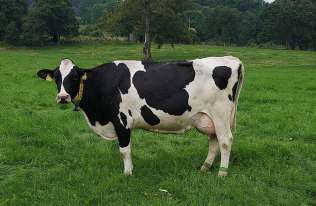 Genetycznie zmodyfikowane krowy, które produkują insulinę w mleku