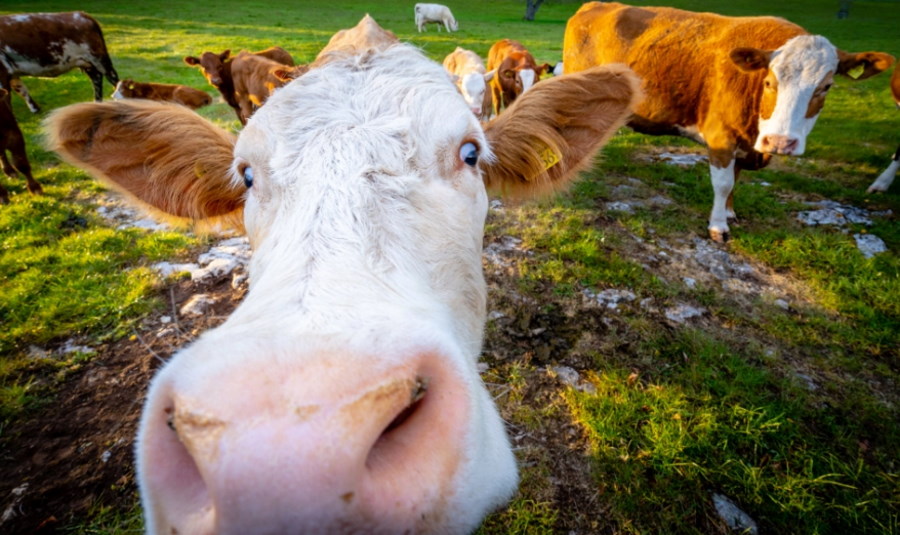 Krowy karmione paszą zawierającą konopie dają „wzbogacone” mleko