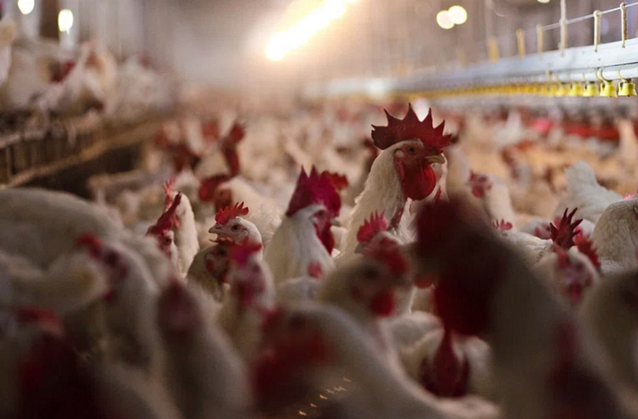 Zmodyfikowane genetycznie kurczaki odporne na ptasią grypę