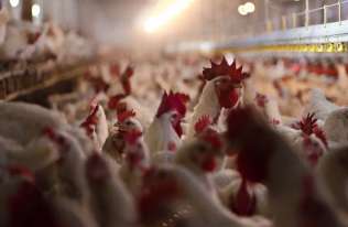 Zmodyfikowane genetycznie kurczaki odporne na ptasią grypę