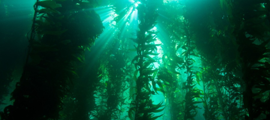 Powierzchnia podwodnych lasów jest większa niż sądziliśmy