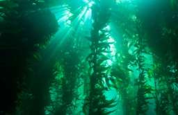 Powierzchnia podwodnych lasów jest większa niż sądziliśmy