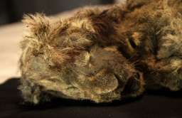 Syberyjska zmarzlina odsłoniła doskonale zachowane lwiątka jaskiniowe z epoki lodowej