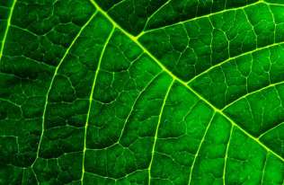 Znieczulenie hamuje proces fotosyntezy u roślin