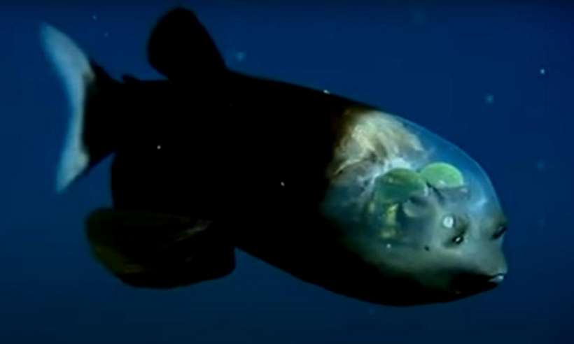 Naukowcy sfilmowali dziwaczną rybę o półprzezroczystej głowie