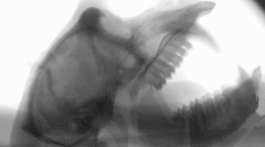Zdjęcie rentgenowskie czaszki małpy