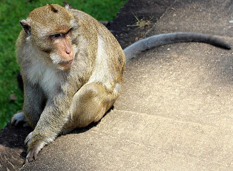 Małpa przeżyła dwa lata z nerką przeszczepioną od świni