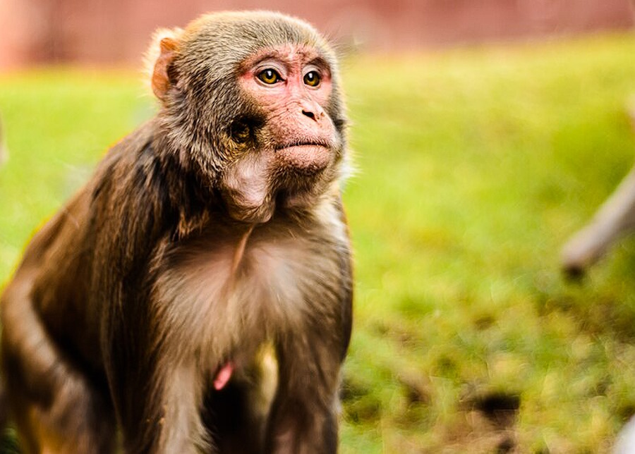 Sklonowana małpa po raz pierwszy dożyła dorosłości
