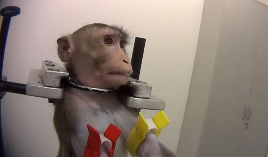 Okrutne testy na zwierzętach w niemieckim laboratorium