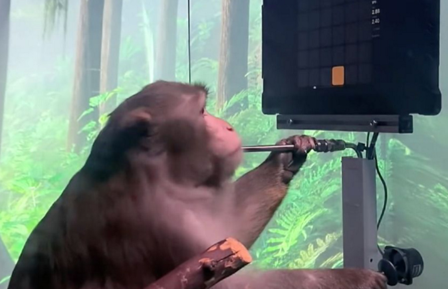 Małpa z implantem w głowie gra w grę wideo za pomocą myśli. Neuralink publikuje nagranie
