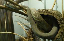 Powstała antytoksyna neutralizująca jad kilku niebezpiecznych gatunków węży