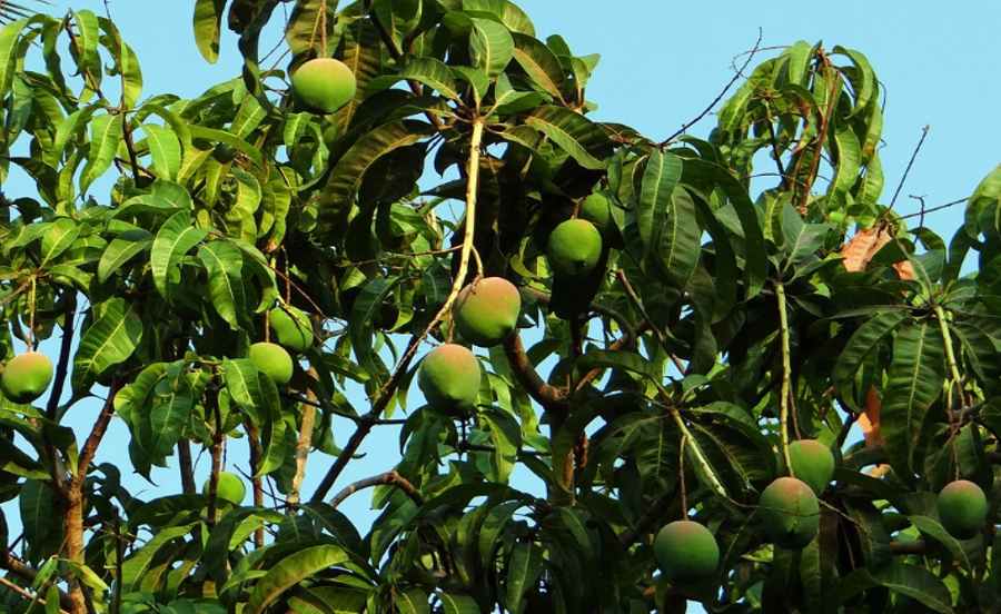 Drzewo mango