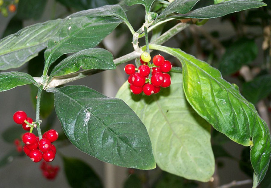 Roślina używana w tradycyjnej medycynie Samoa może być tak samo skuteczna jak ibuprofen