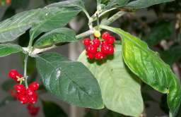 Roślina używana w tradycyjnej medycynie Samoa może być tak samo skuteczna jak ibuprofen