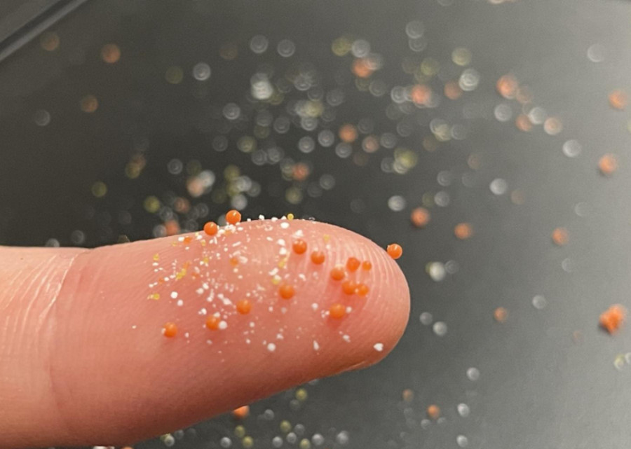 Mikroplastiki zamieniają się w siedliska patogenów