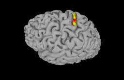 Obraz mózgu pokazujący miejsce implantacji w korze czuciowej