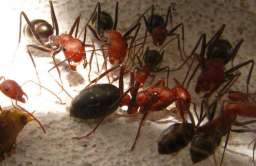 Mrówki