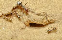 saharyjskie srebrne mrówki (Cataglyphis bombycina) na pustyni w Douz w Tunezji 