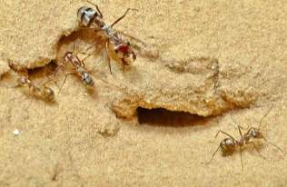 saharyjskie srebrne mrówki (Cataglyphis bombycina) na pustyni w Douz w Tunezji 