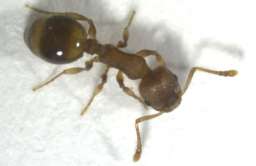 Mrówki reagują na izolację społeczną podobnie jak ludzie
