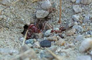 Mrówki potrafią nawigować korzystając z ziemskiego pola magnetycznego