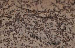 Mrówki z magazynu broni jądrowej w Templewie stały się kanibalami