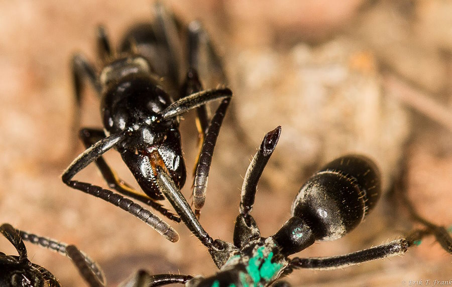 Afrykańskie mrówki potrafią rozpoznać zakażone rany i je leczyć
