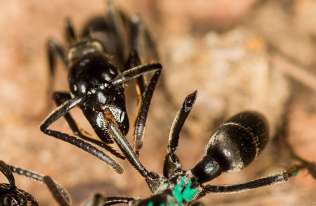 Afrykańskie mrówki potrafią rozpoznać zakażone rany i je leczyć