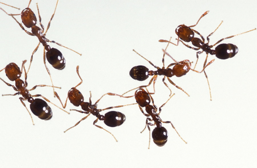 W Europie potwierdzono obecność inwazyjnych mrówek ognistych