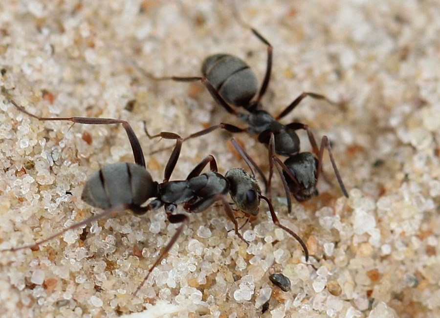 Mrówki są w stanie wykryć nowotwór