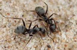 Mrówki są w stanie wykryć nowotwór