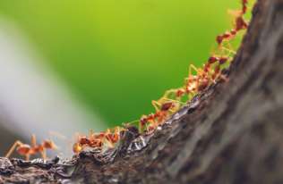 Ile jest mrówek na Ziemi?