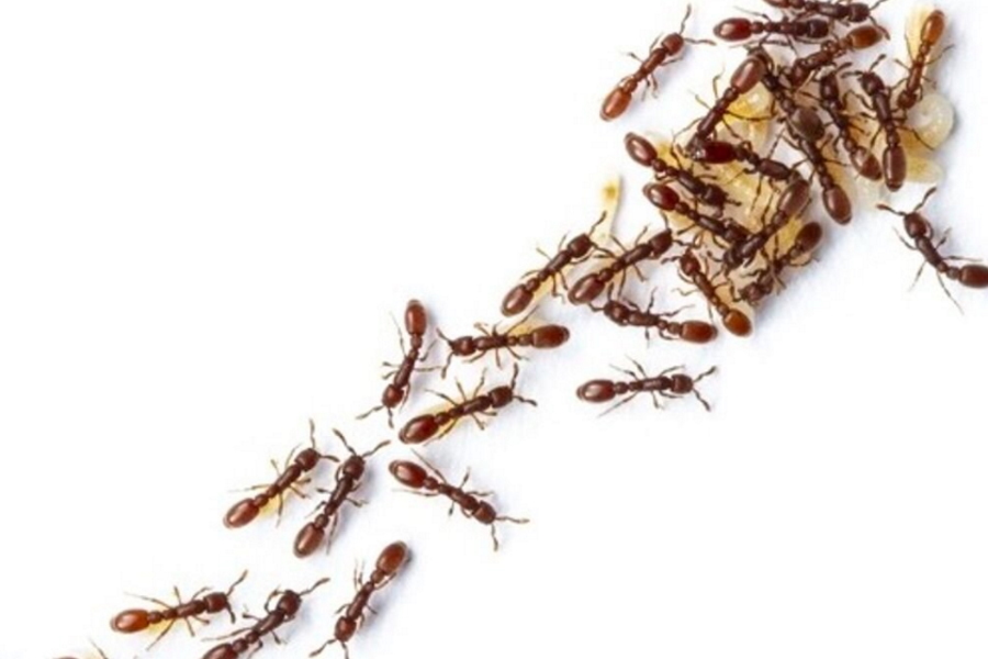 Kolonie mrówek podczas podejmowania decyzji zachowują się jak sieci neuronów w mózgu
