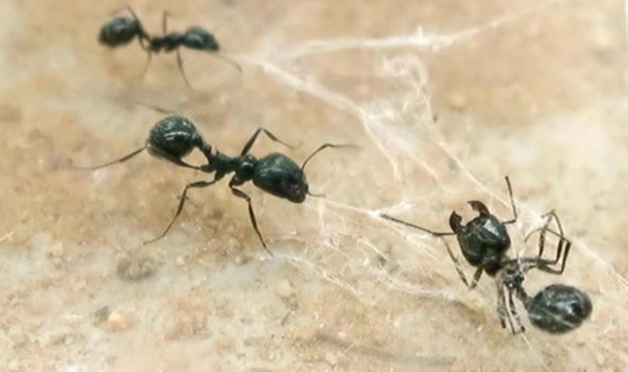 Mrówki w sieci pająka
