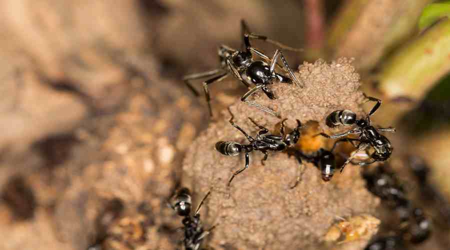 Mmrówki megaponera analis rozkładają ochronną warstwę gleby w miejscu żerowania termitów