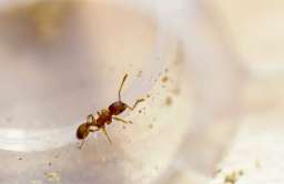 Pasożyt trzykrotnie wydłuża życie mrówek