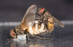 „Grzyb zombie”. Manipuluje samcami much i zmusza je do... nekrofilii