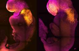 Syntetyczne zarodki myszy z bijącym sercem i zalążkiem mózgu wyhodowane w laboratorium