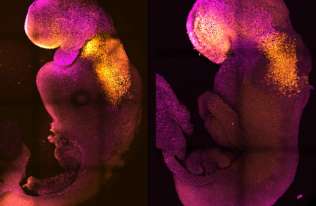 Syntetyczne zarodki myszy z bijącym sercem i zalążkiem mózgu wyhodowane w laboratorium