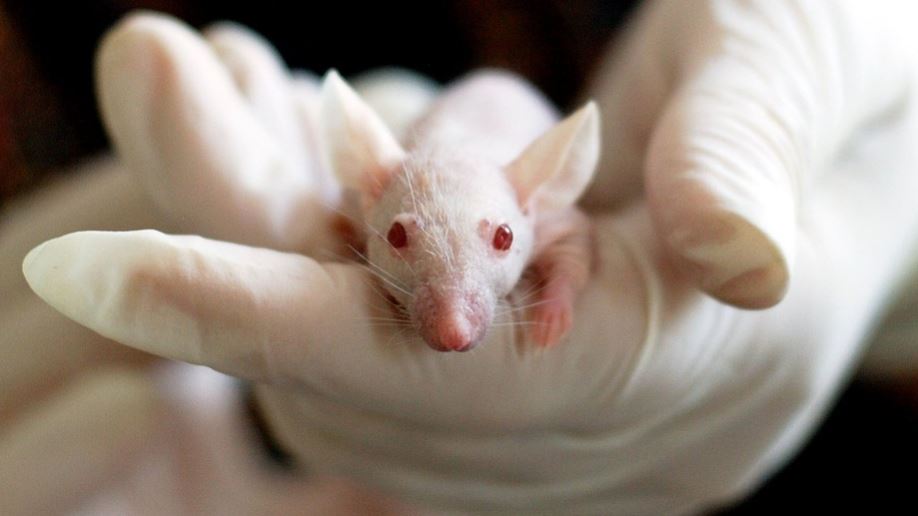 Laboratoryjna mysz trzymana w dłoni naukowca