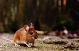 Badania na myszach pokazały, jak odzyskać młodzieńczą siłę i wytrzymałość