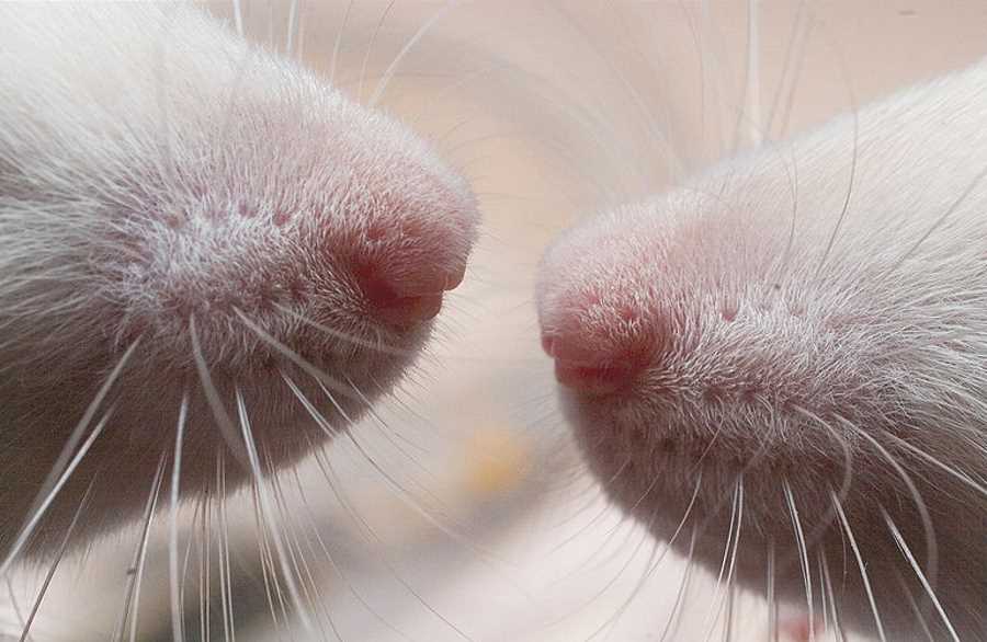 Nos myszy