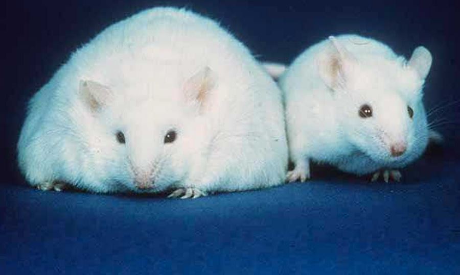 Myszy laboratoryjne