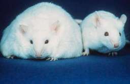 Myszy laboratoryjne