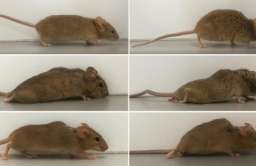 Naukowcy postawili sparaliżowane myszy na nogi